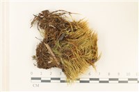 登錄號:B00011068藏品圖，第1張