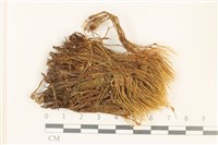 登錄號:B00011069藏品圖，第1張