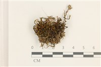 登錄號:B00011074藏品圖，第1張