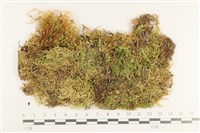 登錄號:B00011077藏品圖，第1張