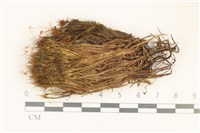 登錄號:B00011095藏品圖，第1張