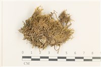 登錄號:B00011103藏品圖，第1張