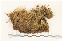 登錄號:B00011104藏品圖，第1張