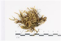 登錄號:B00011326藏品圖，第1張