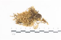 登錄號:B00011328藏品圖，第1張