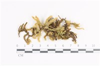 登錄號:B00011329藏品圖，第1張