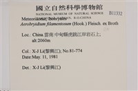 毛扭蘚藏品圖，第2張