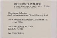 毛扭蘚藏品圖，第2張