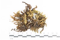 毛扭蘚藏品圖，第1張