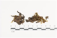 毛扭蘚藏品圖，第1張