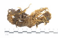 毛扭蘚藏品圖，第1張