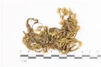 毛扭蘚藏品圖，第1張