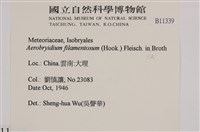 毛扭蘚藏品圖，第2張