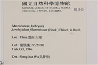 毛扭蘚藏品圖，第2張