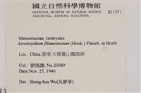 毛扭蘚藏品圖，第2張