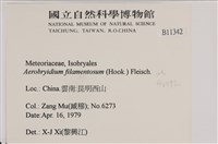 毛扭蘚藏品圖，第2張