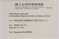 毛扭蘚藏品圖，第2張