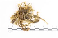 毛扭蘚藏品圖，第1張