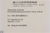 毛扭蘚藏品圖，第2張