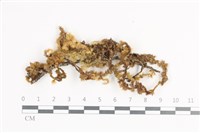 毛扭蘚藏品圖，第1張