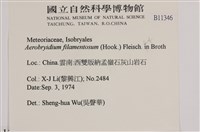 毛扭蘚藏品圖，第2張