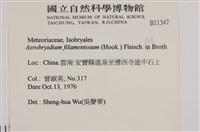 毛扭蘚藏品圖，第2張