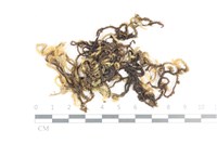 毛扭蘚藏品圖，第1張