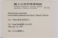 毛扭蘚藏品圖，第2張