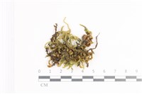 毛扭蘚藏品圖，第1張