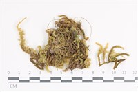 毛扭蘚藏品圖，第1張