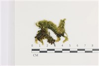 毛扭蘚藏品圖，第1張