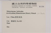 毛扭蘚藏品圖，第2張