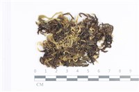 毛扭蘚藏品圖，第1張