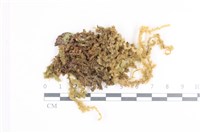 毛扭蘚藏品圖，第1張