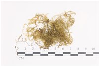 登錄號:B00011360藏品圖，第1張