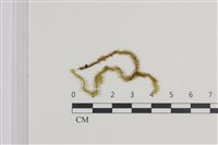 登錄號:B00011362藏品圖，第1張