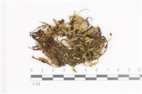 登錄號:B00011366藏品圖，第1張