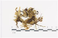 登錄號:B00011367藏品圖，第1張