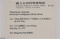 大灰氣蘚藏品圖，第2張