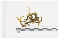 大灰氣蘚藏品圖，第1張