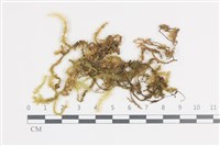 大灰氣蘚藏品圖，第1張