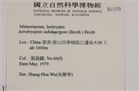 大灰氣蘚藏品圖，第2張