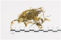 大灰氣蘚藏品圖，第1張