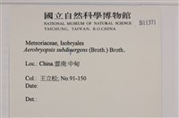 大灰氣蘚藏品圖，第2張