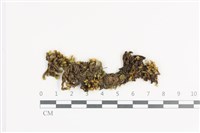 登錄號:B00011375藏品圖，第1張