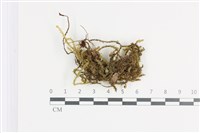 登錄號:B00011379藏品圖，第1張