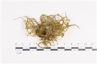 登錄號:B00011381藏品圖，第1張