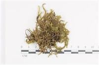 登錄號:B00011382藏品圖，第1張