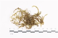 登錄號:B00011385藏品圖，第1張