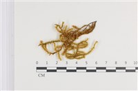 登錄號:B00011387藏品圖，第1張